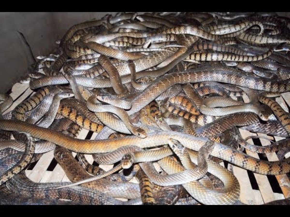 Nằm mơ thấy nhiều rắn có điềm gì không?