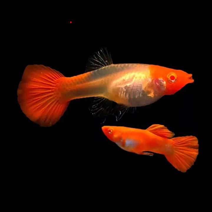 Cá 7 Màu Koi Gen Red Ear Guppy Thái – Chợ Cá MeKong