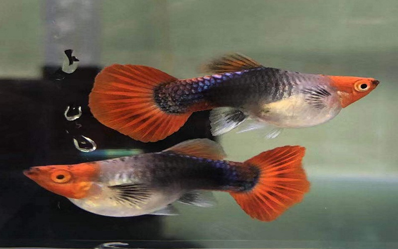 Địa chỉ cung cấp cá Koi đen short "bao" đẹp nhất hiện nay