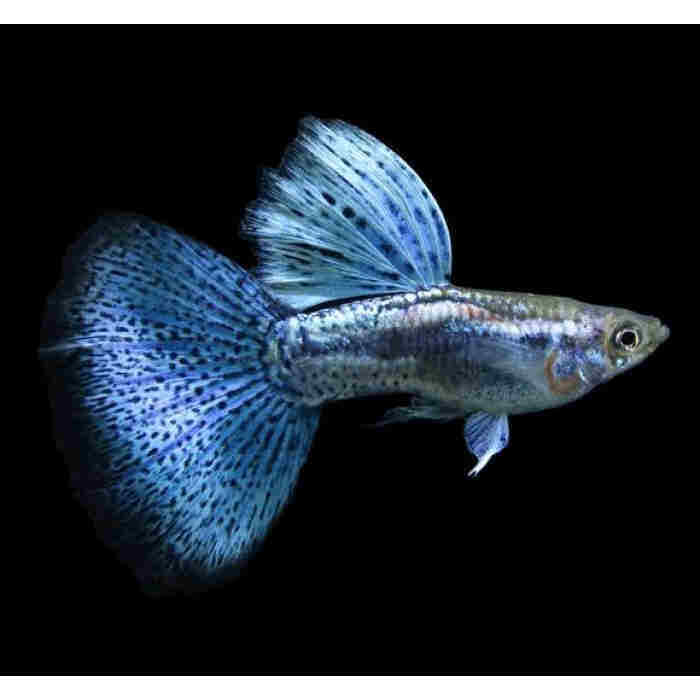 1 Pair Silver Blue Grass Guppy (Poecilia reticulata Livebearer) TROPICAL FISH | eBay