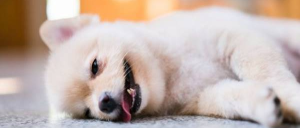 Nằm mơ thấy chó chết đánh con gì? Mơ chó chết đánh số mấy - Sổ mơ - Tử vi - Cung hoàng đạo - Tarot - Blog