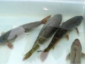 Nằm mơ thấy cá mè điềm báo gì? Đánh đề con gì? - Casino Đổi Thưởng