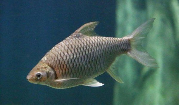 Nằm mơ thấy cá trê là điềm báo gì? Nó dùng để làm gì? -4 Nằm mơ thấy cá mè điềm báo gì? Đánh đề con gì? - Casino Đổi Thưởng