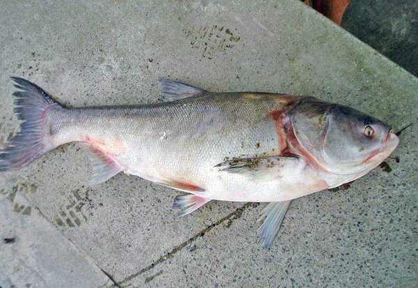 Nằm mơ thấy cá trê là điềm báo gì? chủ đề là gì?-2 Nằm mơ thấy cá mè điềm báo gì? Đánh đề con gì? - Casino Đổi Thưởng