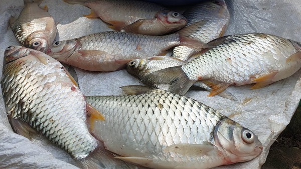 Nằm mơ thấy cá trê là điềm báo gì? Nó dùng để làm gì? -5 Nằm mơ thấy cá mè điềm báo gì? Đánh đề con gì? - Casino Đổi Thưởng