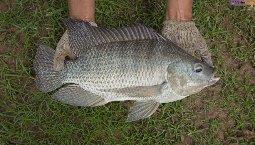 Mơ thấy cá rô: Giải mã giấc mơ và các điềm báo theo bối cảnh