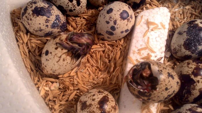 Nên đặt số lượng nào nếu bạn thấy? Điềm tốt hay xấu?